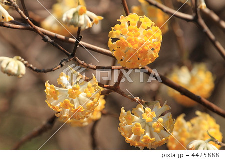 黄色いミツマタの花 4425888