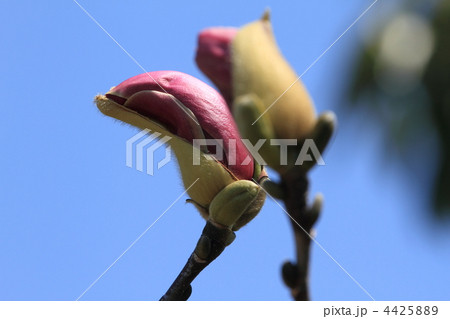 宝蔵院の咲き初めの赤モクレンの花と蕾 4425889