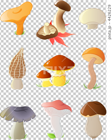 glossy forest mushrooms 4426229