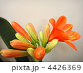 クンシラン 4426369