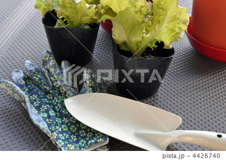 家庭菜園 4426740