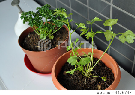 パセリ 家庭菜園の写真素材