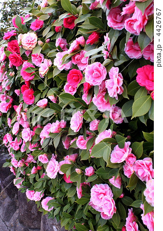 垣根仕立ての多花性の椿の写真素材