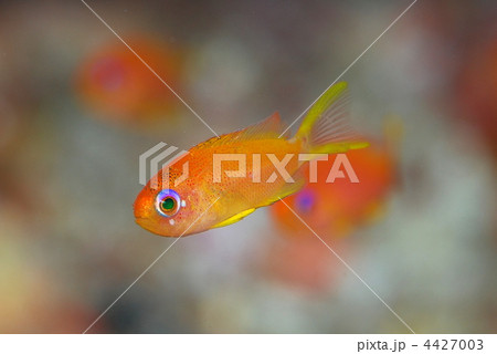 キンギョハナダイ キンギョハナダイ 4427003