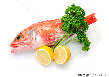 sea perch, ユメカサゴ sea perch, ユメカサゴ 4427124