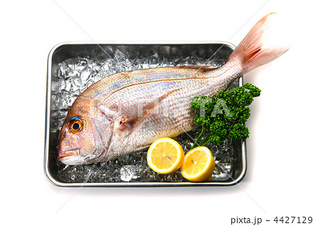 red sea bream, マダイ 4427129