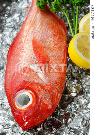 alfonsino, キンメダイ alfonsino, キンメダイ 4427137