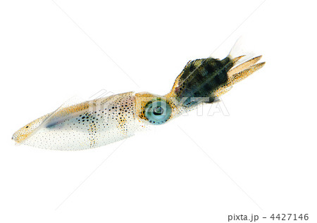 bigfin reef squid, アオリイカ 4427146