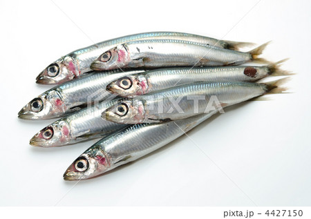 pacific round herring, ウルメイワシ pacific round herring, ウルメイワシ 4427150