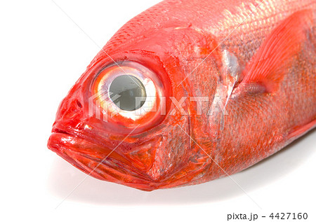alfonsino, キンメダイ 4427160
