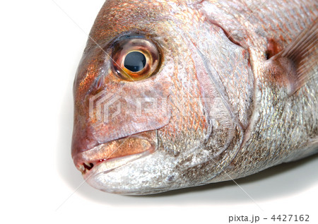 red sea bream, マダイ 4427162