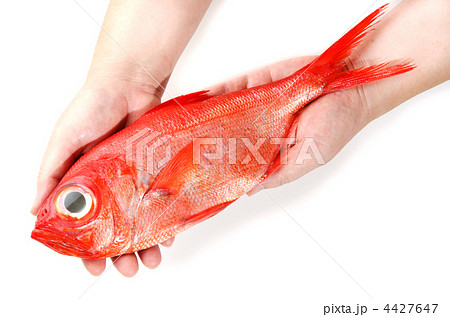 alfonsino, キンメダイ 4427647