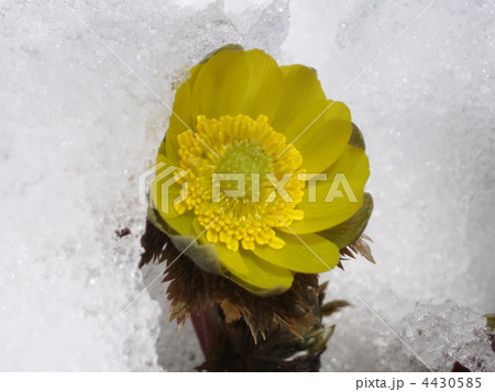 福寿草 福寿草 4430585