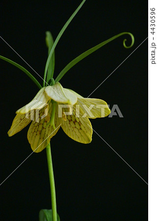 バイモ バイモ 4430596