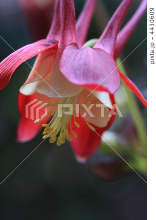 おしべ 花芯 オダマキの写真素材