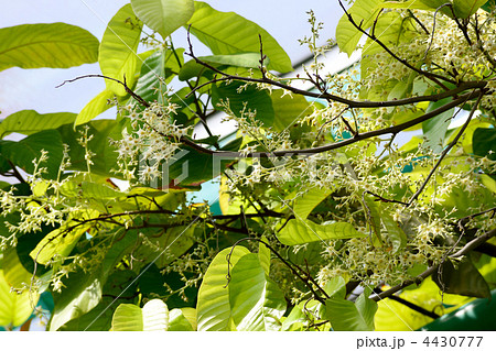 娑羅双樹の花 4430777