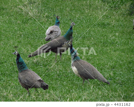 インドクジャク 4431162