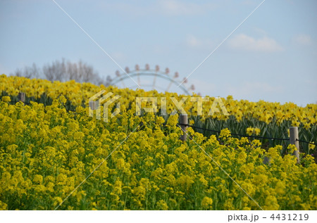 春の公園 4431219
