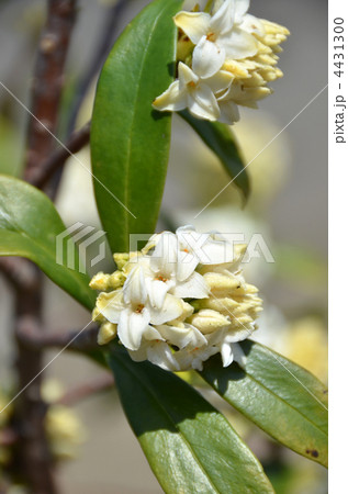 沈丁花 4431300