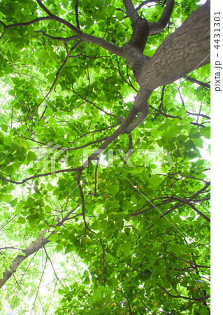 木漏れ日 4431301