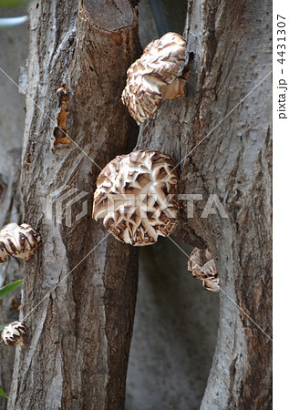 原木しいたけ 原木しいたけ 4431307