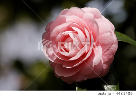 隅田公園のピンク色の椿の花 4431409