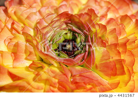 ラナンキュラス ラナンキュラス 4431567