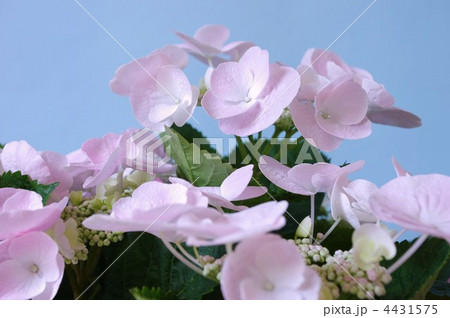 ハイドランジア 4431575