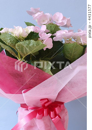 ハイドランジアのギフト 4431577
