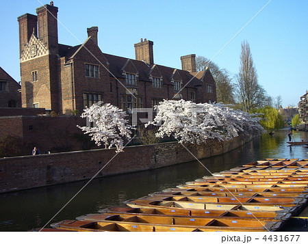 ケンブリッジの桜 4431677