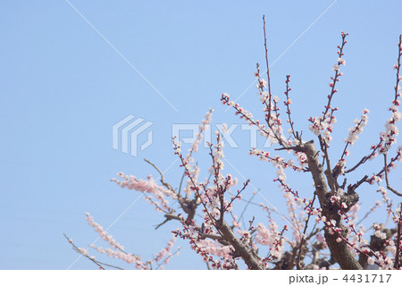 剪定された木に咲く梅の花 4431717