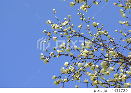 白木蓮の枝の花 4431720