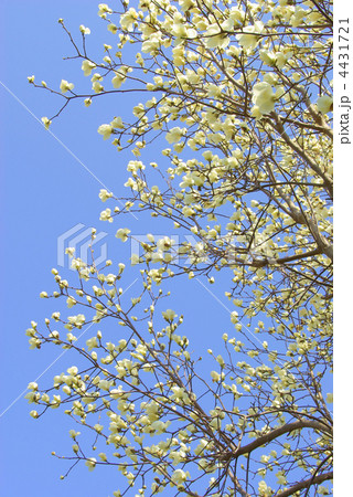 白木蓮の枝の花 4431721