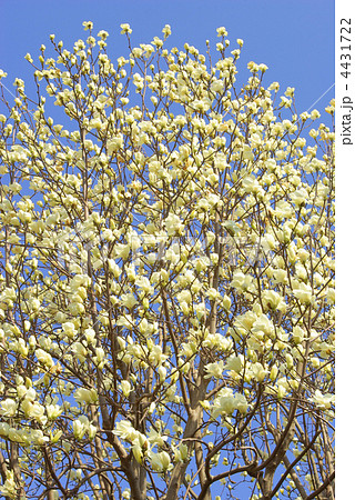 いっぱい咲いた白木蓮の花 4431722