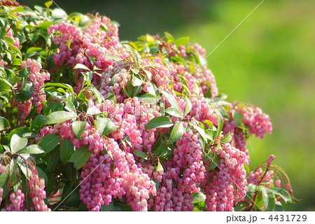 ピンクのアセビの花 ピンクのアセビの花 4431729