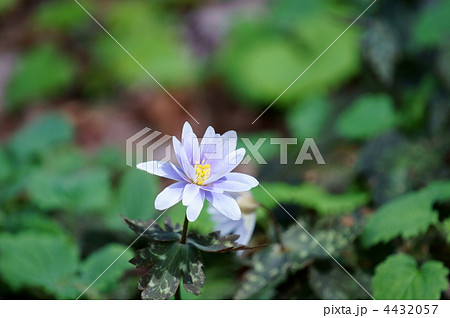 雪割一華 ユキワリイチゲと申します。 春の妖精です。 雪割一華 ユキワリイチゲと申します。 春の妖精です。 4432057