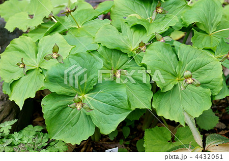 延齢草 エンレイソウと申します。 長生きの草です。 延齢草 エンレイソウと申します。 長生きの草です。 4432061
