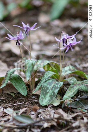 片栗　昔の名前は堅香子（かたかご）です。 4432063