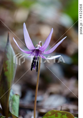 片栗　昔の名前は堅香子（かたかご）です。 4432068