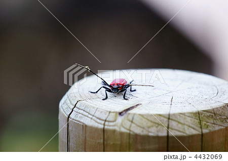 紅天牛ベニカミキリです。少し早く出てきすぎました。寒いです。 紅天牛ベニカミキリです。少し早く出てきすぎました。寒いです。 4432069