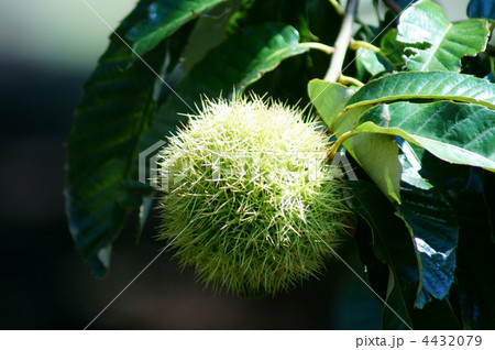 初秋の栗の実 4432079