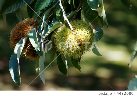 栗の実が弾けました。 4432080