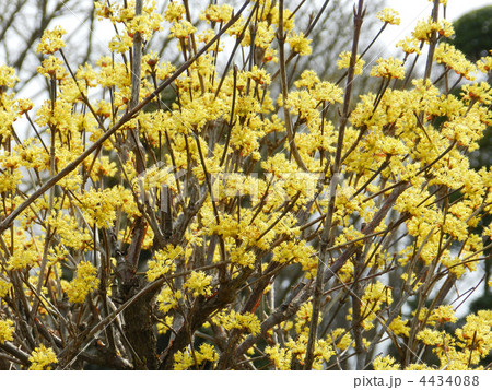 サンシュユ（山茱萸） 4434088