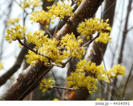 サンシュユ（山茱萸） 4434091