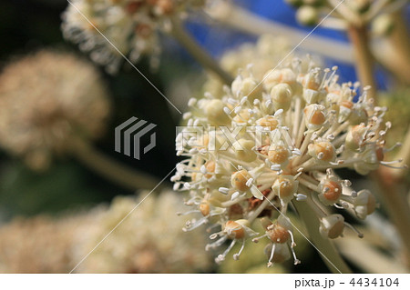 ヤツデの花 ヤツデの花 4434104