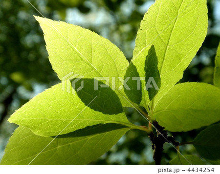 葉の陰影 葉の陰影 4434254