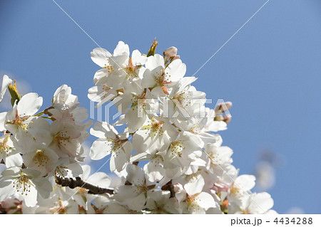 彼岸桜 桜 白い花の写真素材