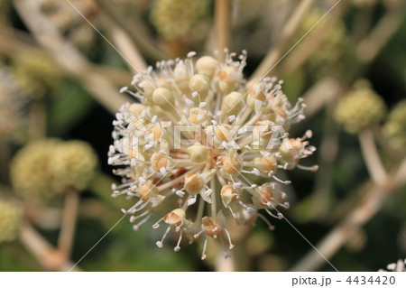 ヤツデの花 4434420