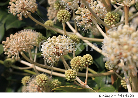 ヤツデの花と蕾 4434558