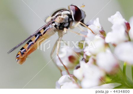 ハナアブの一種のポートレート2 4434800
